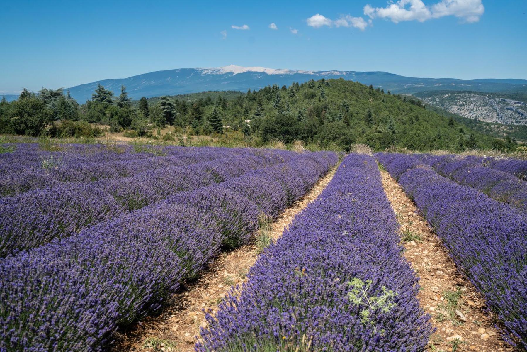 Les Terrasses De Cascavelle Villa Blauvac ภายนอก รูปภาพ
